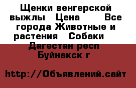 Щенки венгерской выжлы › Цена ­ 1 - Все города Животные и растения » Собаки   . Дагестан респ.,Буйнакск г.